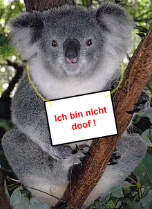 koala.png