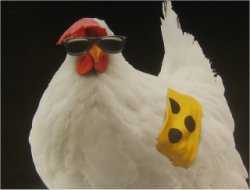 blindes_huhn250.jpg