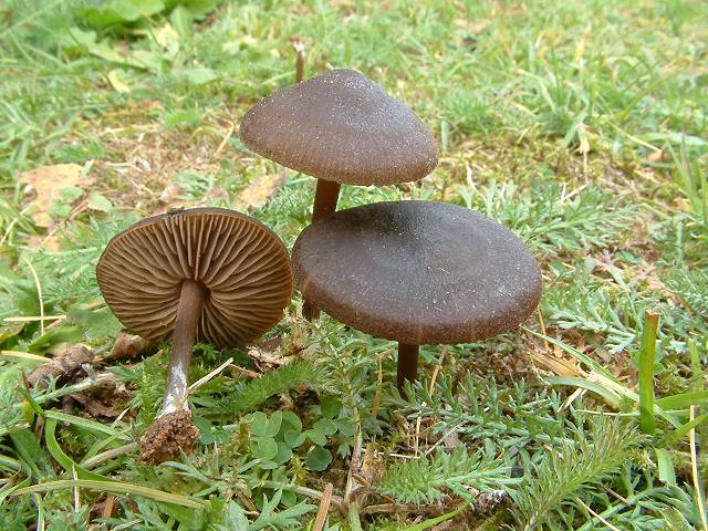 Entoloma%20sericeum2.jpg