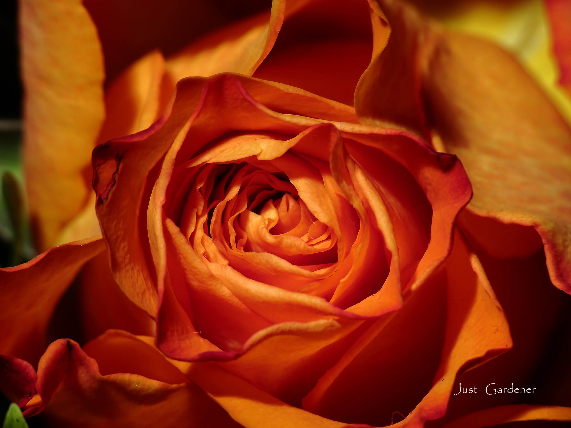 001_rose_05.jpg