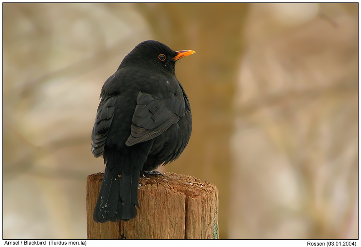 Amsel.jpg