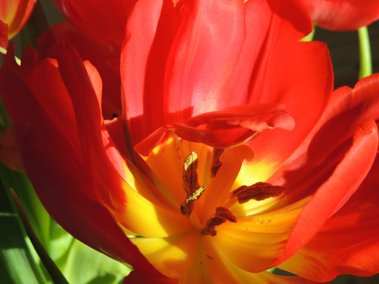 tulpe.jpg