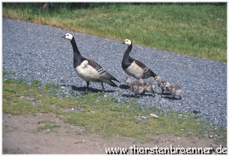 Norwegische_Vogelfamilie.jpg