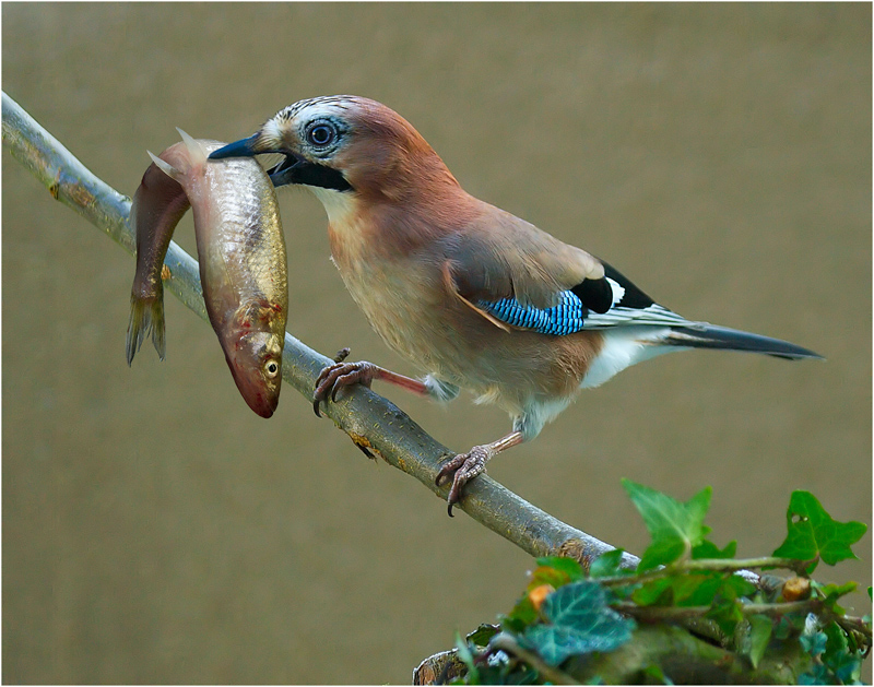 Vogel_mit_Fang.jpg