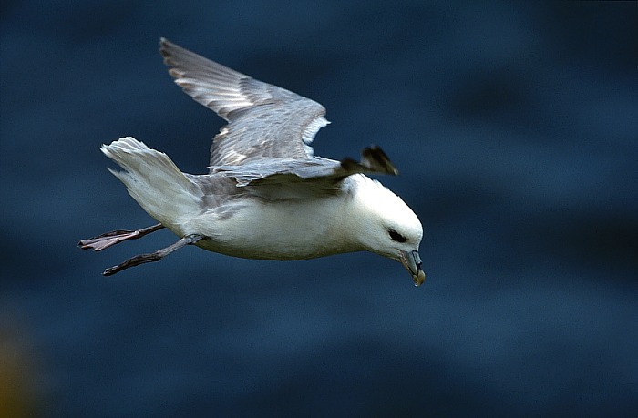 0482_cd_025_eissturmvogel_im_flug.jpg