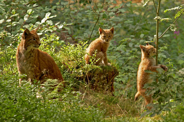 wildparkwarstein_luchsfamilie_reference.jpg