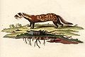120px-vormela_peregusna_schreber.jpg