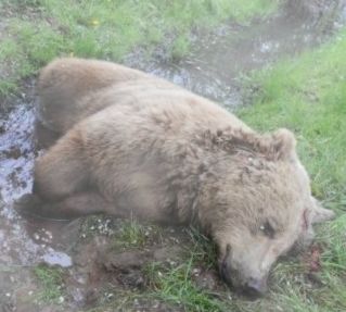 bear.jpg