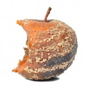 fauler_apfel.jpg