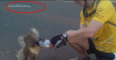 koala.png