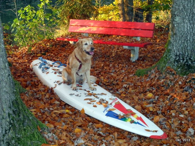 hundesurfbankerl.jpg