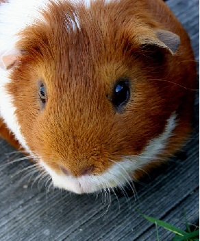 meerschweinchen.jpg