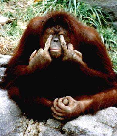 fuckyoumonkey.jpg