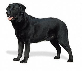 labrador_retriever.jpg