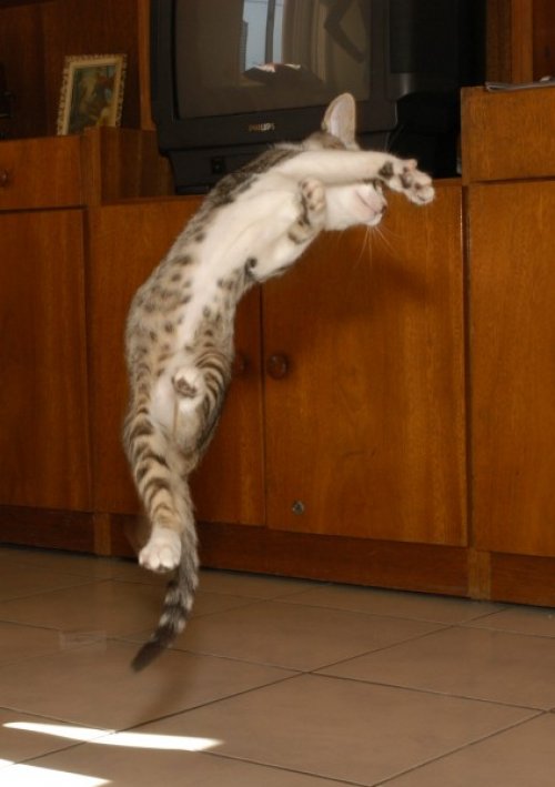 thumbs_jumping_cats_06.jpg