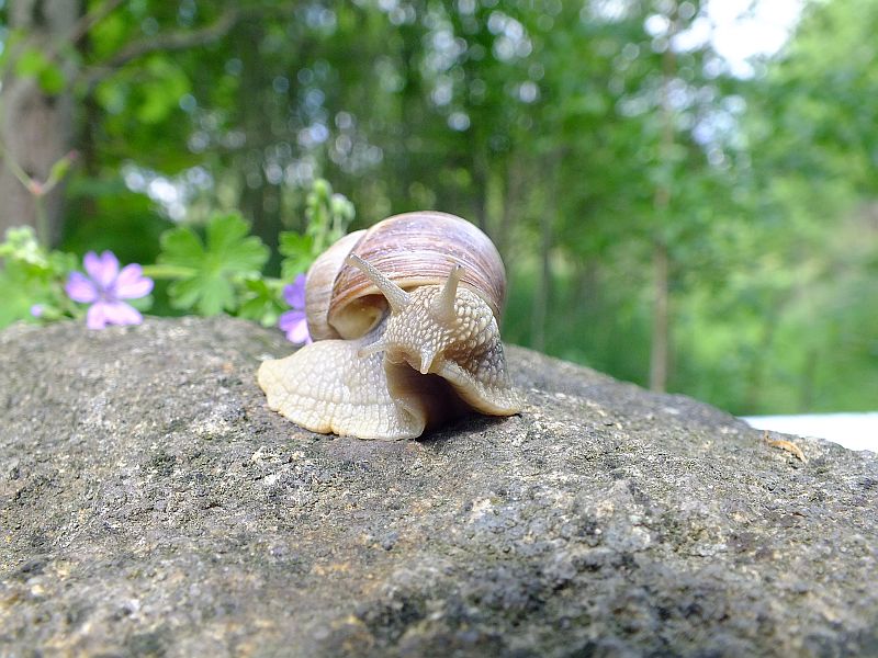 schnecke05.jpg