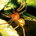 61708_dornfingerspinne.jpg