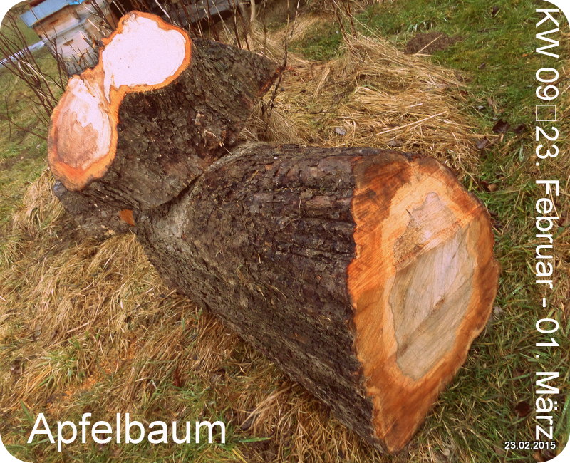 apfelbaum_1.jpg