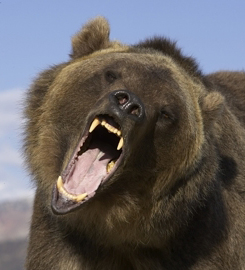 Grizzly_Bear-052466_RAW_A.jpg