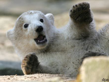 knut.jpg