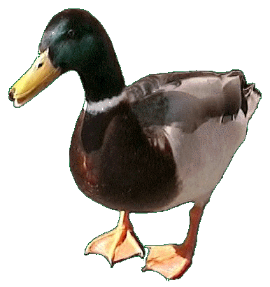 duck555.gif