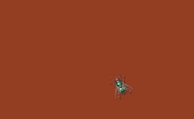schmei__fliege.jpg