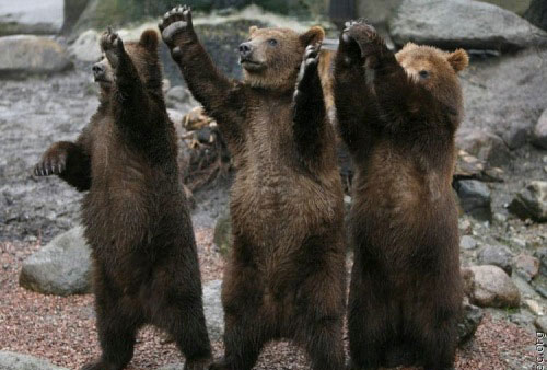 bear.jpg