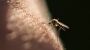 Insekten: Kaltes Wetter schadet Stechmücken nicht - DER SPIEGEL