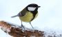 Neumarkt: Wintervögel werden gezählt