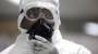 U.S. sends experimental Canadian Ebola vaccine to trial - The Globe and Mail